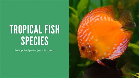 Tropical Fish Species – 30 Popular Types (With Pictures!).